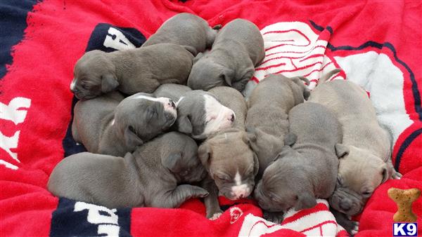 a group of american pit bull puppies sleeping on a blanket