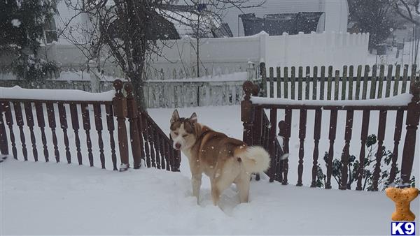 a siberian husky dog standing in the snow