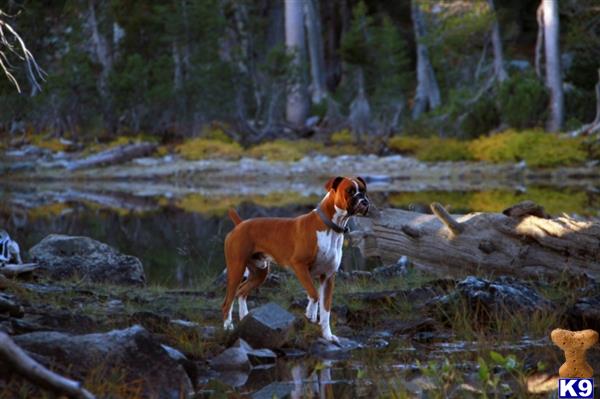 a boxer dog standing in a stream