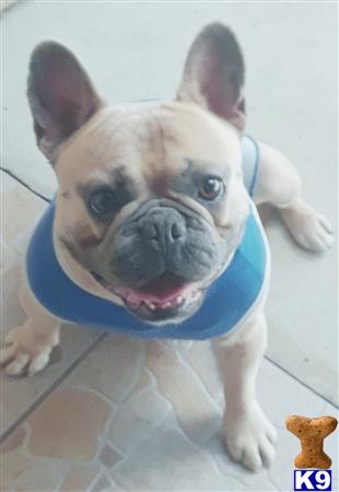 a french bulldog dog with a blue collar