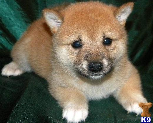 Shiba Inu Puppy for Sale: Shiba Inu Red Female Rachel 13 Years old