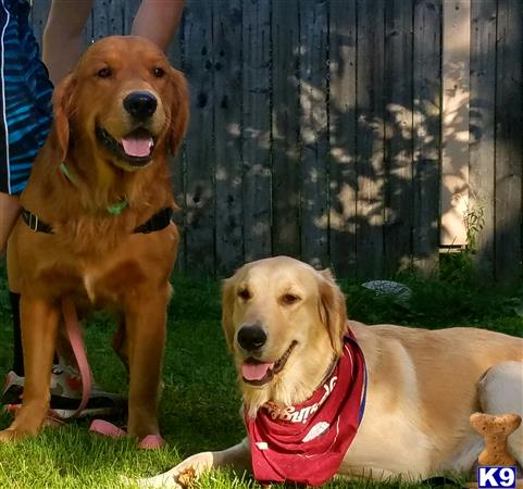 a group of golden retriever dogs sitting on grass