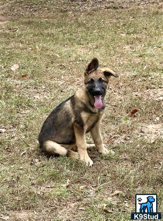 a german shepherd dog sitting on grass