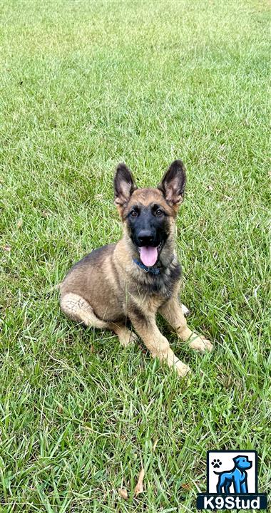 a german shepherd dog lying in the grass