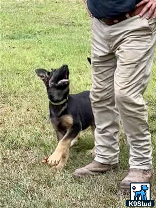 a german shepherd dog sitting on grass