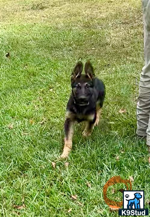 a german shepherd dog running in a grassy area