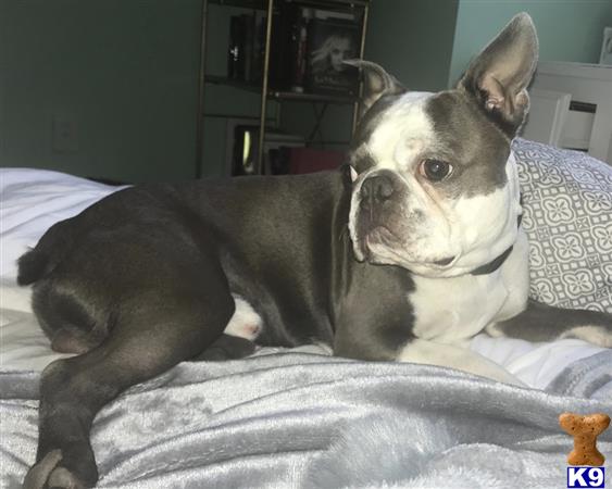 a boston terrier dog lying on a bed