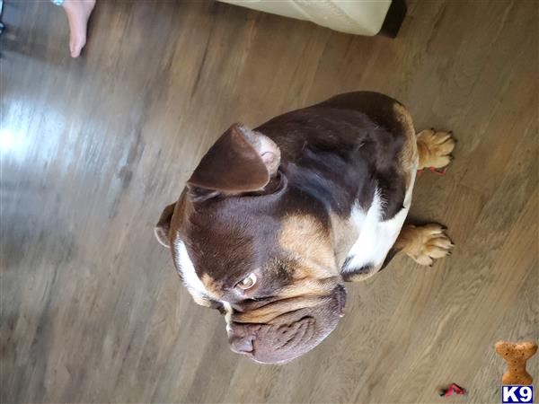 a old english bulldog dog lying on the floor
