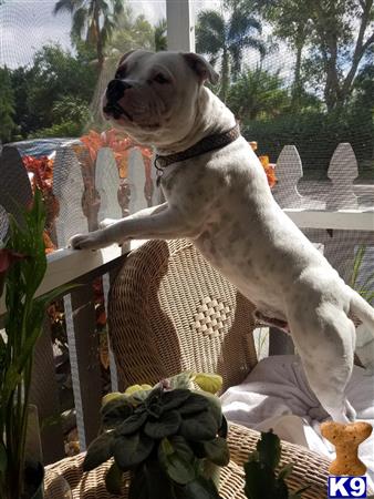 a staffordshire bull terrier dog sitting on a chair