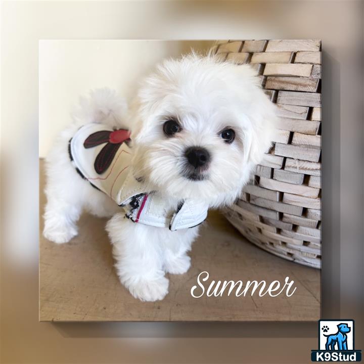 a maltese dog in a basket