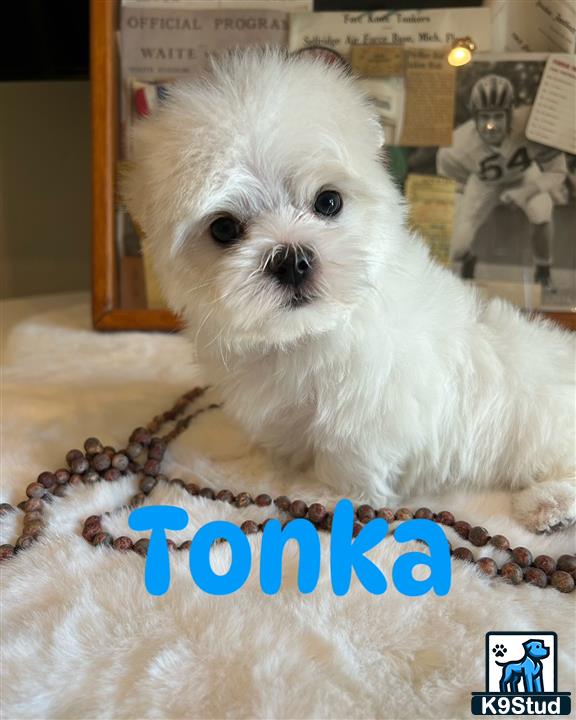 a maltese dog sitting on a carpet