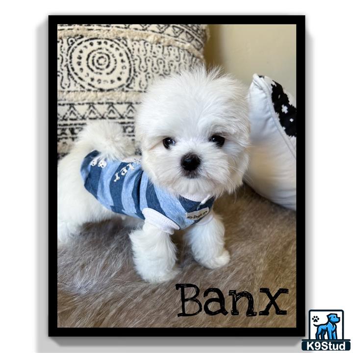 a maltese dog wearing a blue shirt