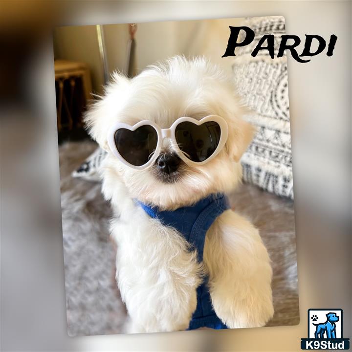 a maltese dog wearing sunglasses