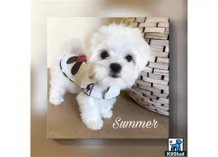 a maltese dog in a basket