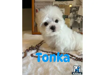 a maltese dog sitting on a carpet