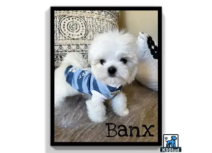 a maltese dog wearing a blue shirt