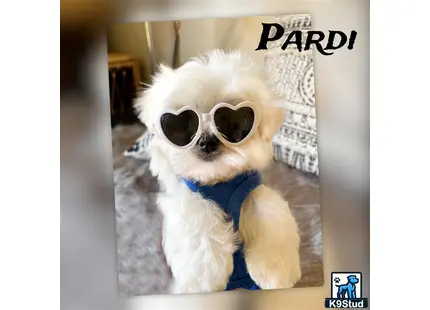 a maltese dog wearing sunglasses