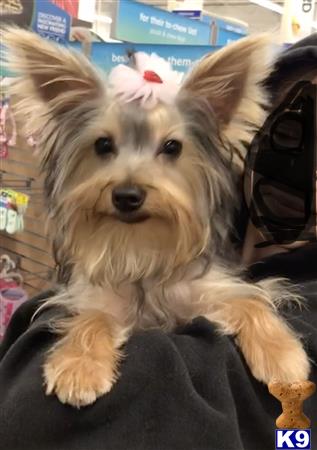 a yorkshire terrier dog with a flower in its hair