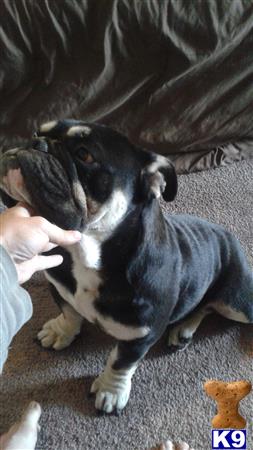 a english bulldog dog sitting on the floor