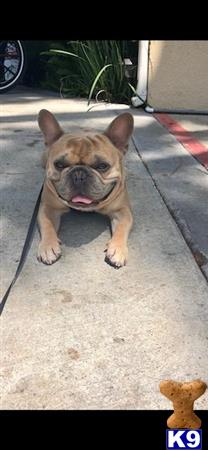 a french bulldog dog sitting on the ground