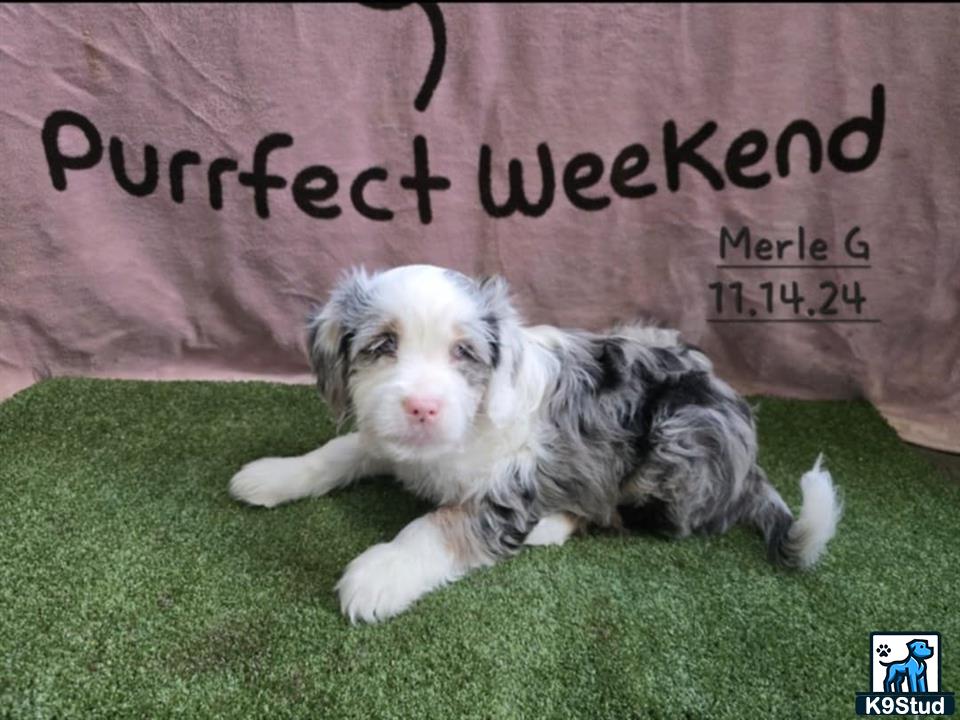 a aussiedoodle dog lying on grass