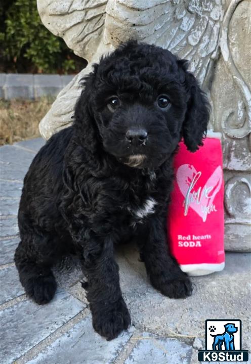 a black aussiedoodle puppy holding a can