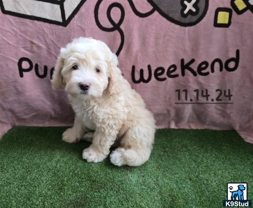 a aussiedoodle dog sitting on grass