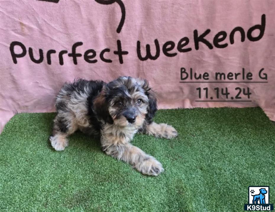 a aussiedoodle dog lying on grass