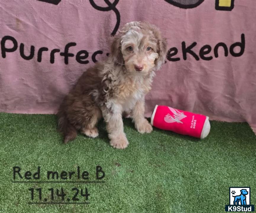 a aussiedoodle dog with a red can