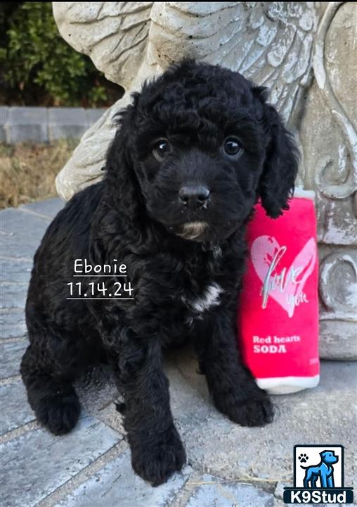 a black aussiedoodle puppy holding a can