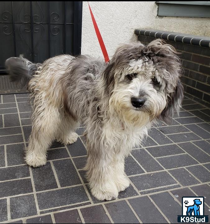 a aussiedoodle dog on a leash