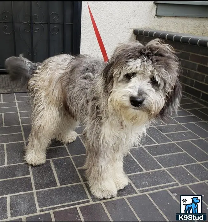 Aussiedoodle