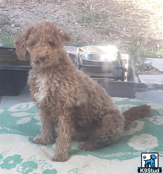 a poodle dog sitting on a blanket