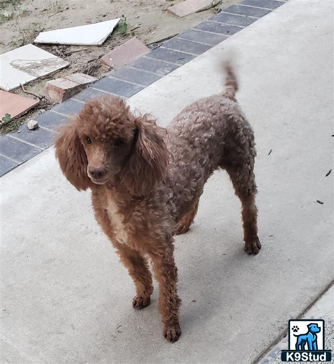 a poodle dog standing on a sidewalk