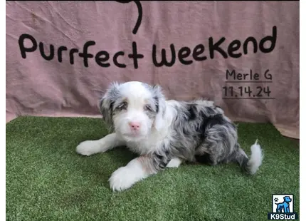 a aussiedoodle dog lying on grass