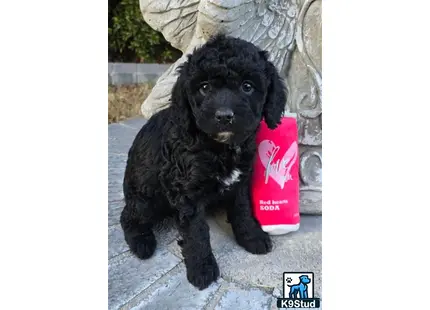 a black aussiedoodle puppy holding a can