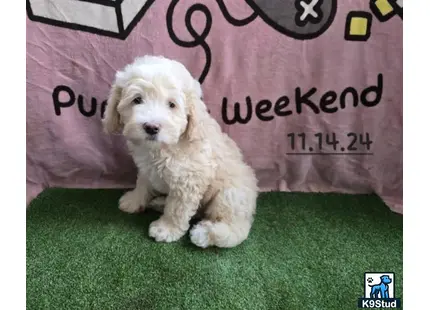 a aussiedoodle dog sitting on grass