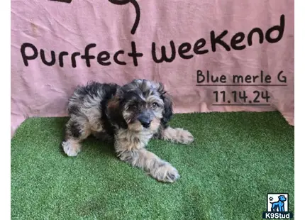 a aussiedoodle dog lying on grass