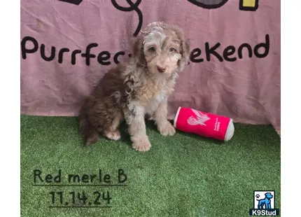 a aussiedoodle dog with a red can