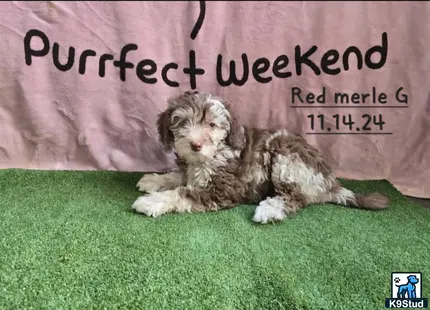 a aussiedoodle dog lying on grass