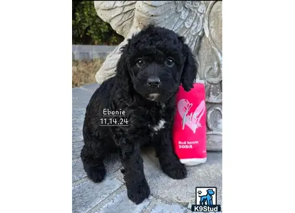 a black aussiedoodle puppy holding a can