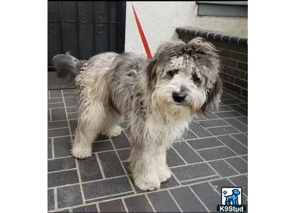 a aussiedoodle dog on a leash