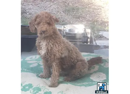 a poodle dog sitting on a blanket