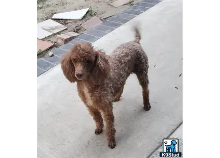 a poodle dog standing on a sidewalk