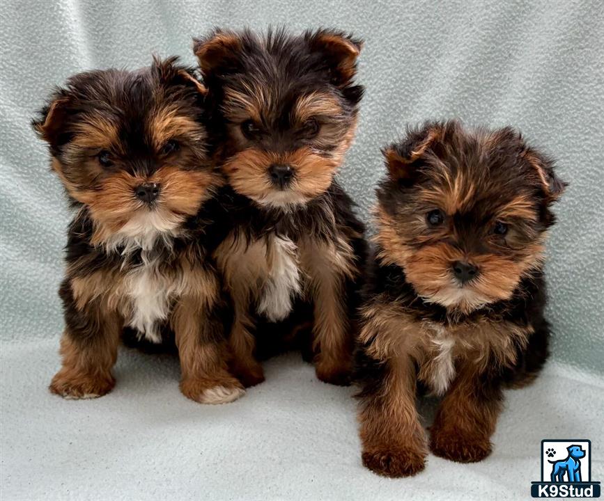 a group of yorkshire terrier puppies