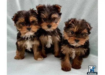 a group of yorkshire terrier puppies