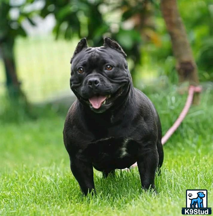 a black american bully dog on a leash