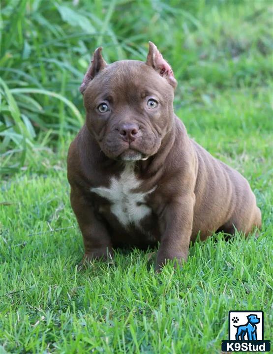 a small brown american bully dog