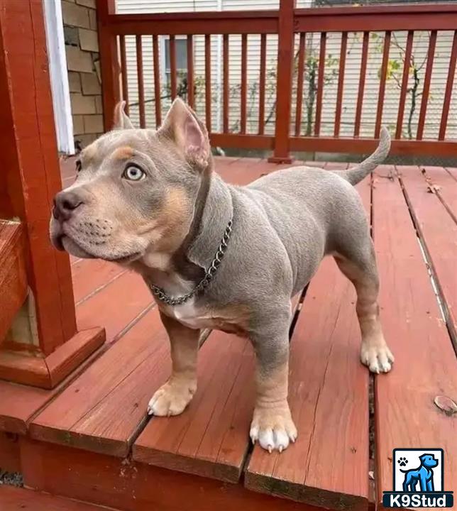 a american bully dog standing on a wooden surface