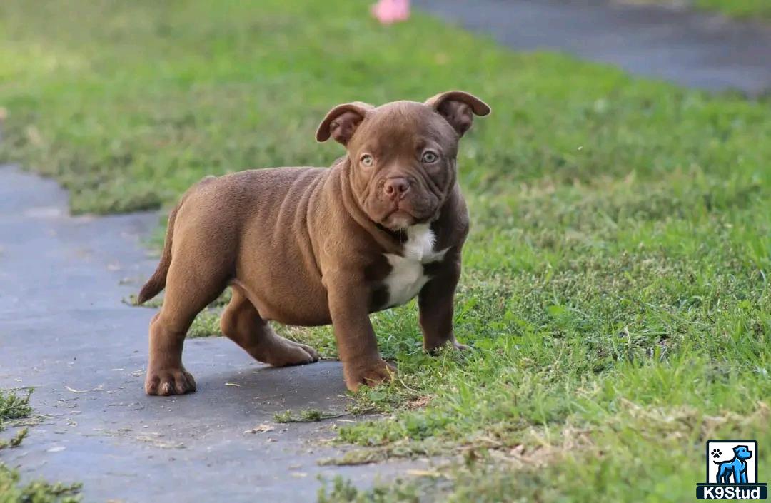 a american pit bull dog sitting on a sidewalk